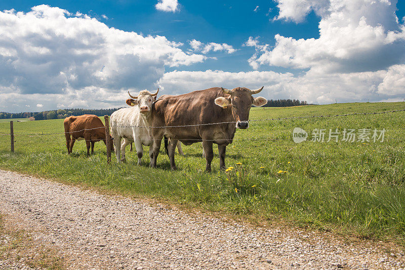 在Unteralläu - Bavaria的一个牧场上有角的小牛群，用带刺的铁丝网围起来